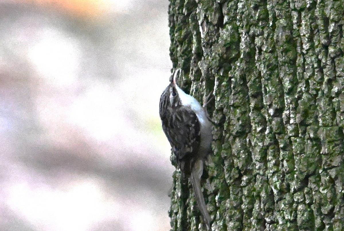 amerikatrekryper - ML644598652