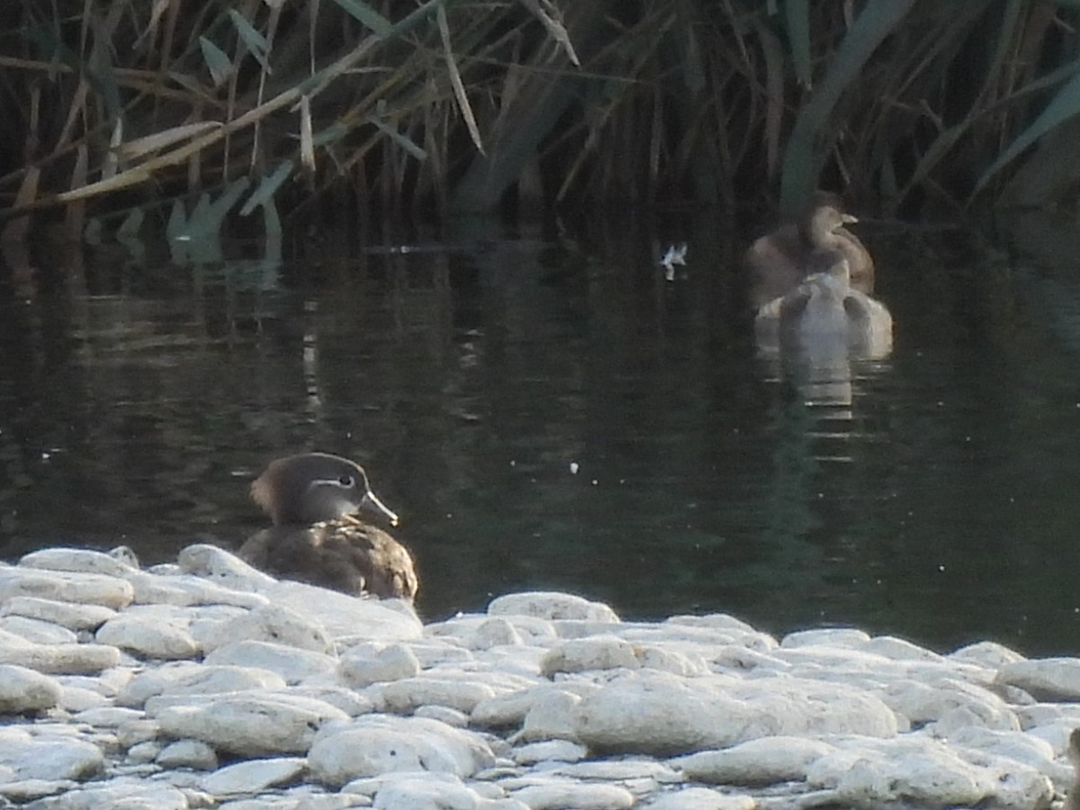 Mandarin Duck - ML644598655