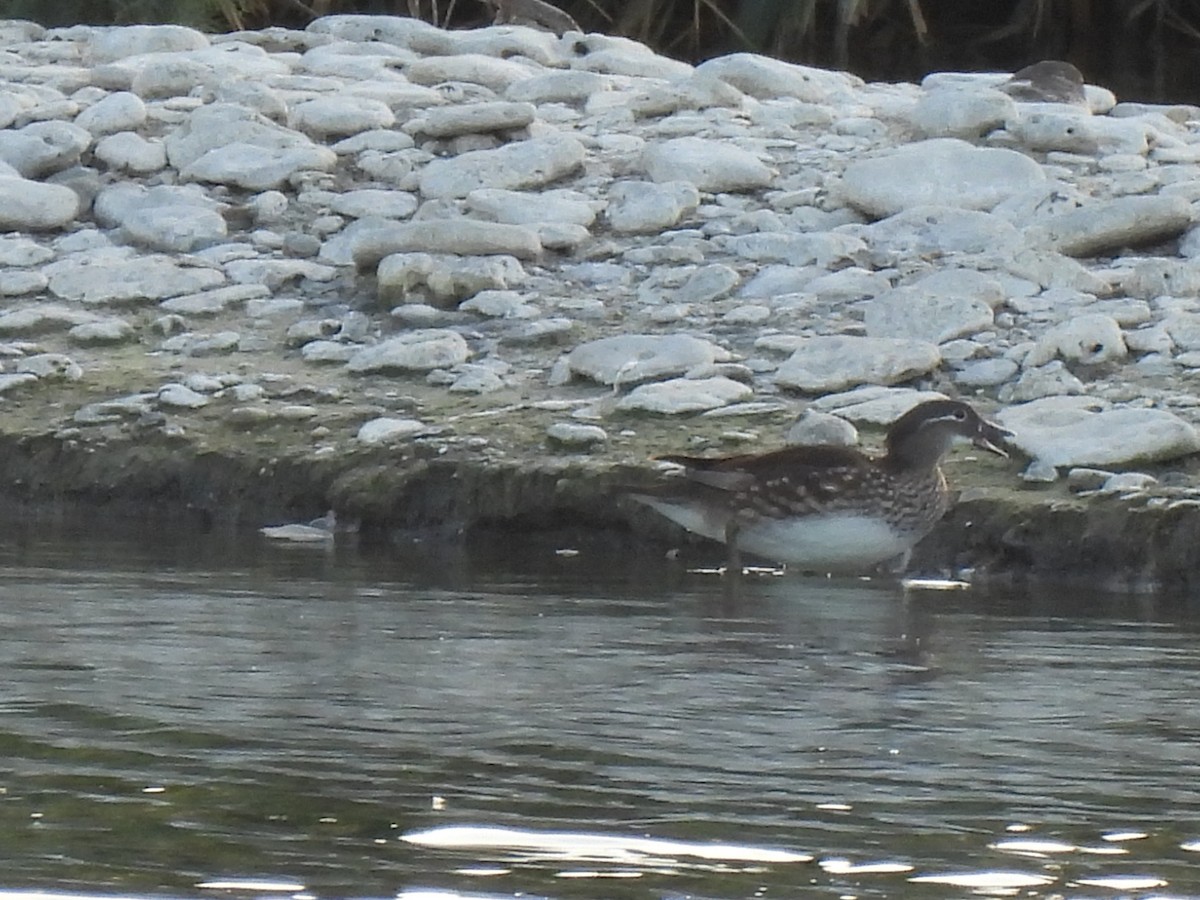 Mandarin Duck - ML644598656