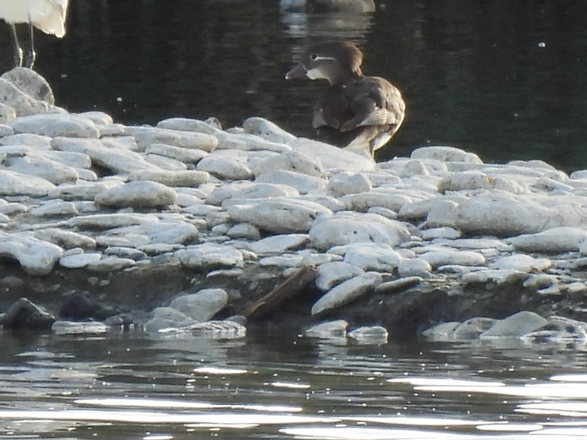 Mandarin Duck - ML644598657