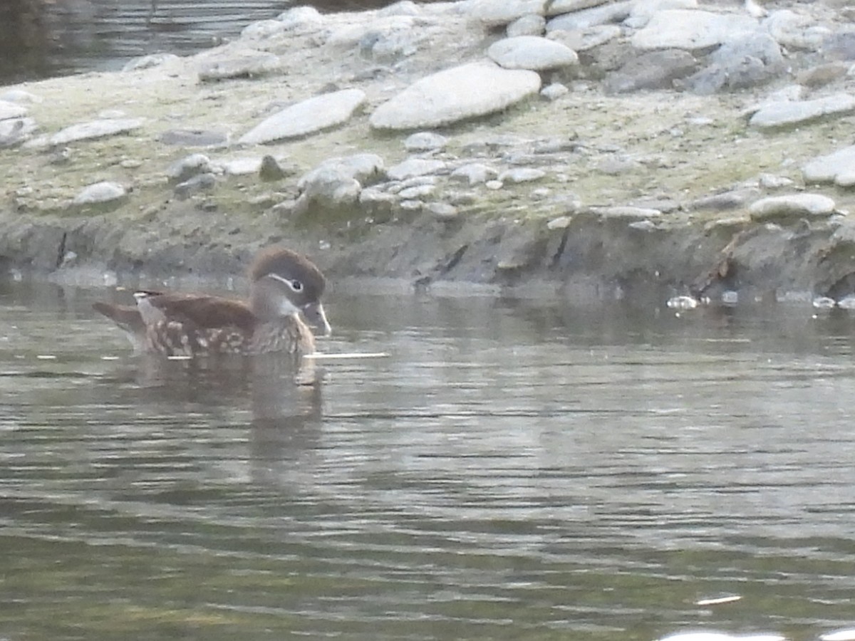 Mandarin Duck - ML644598658