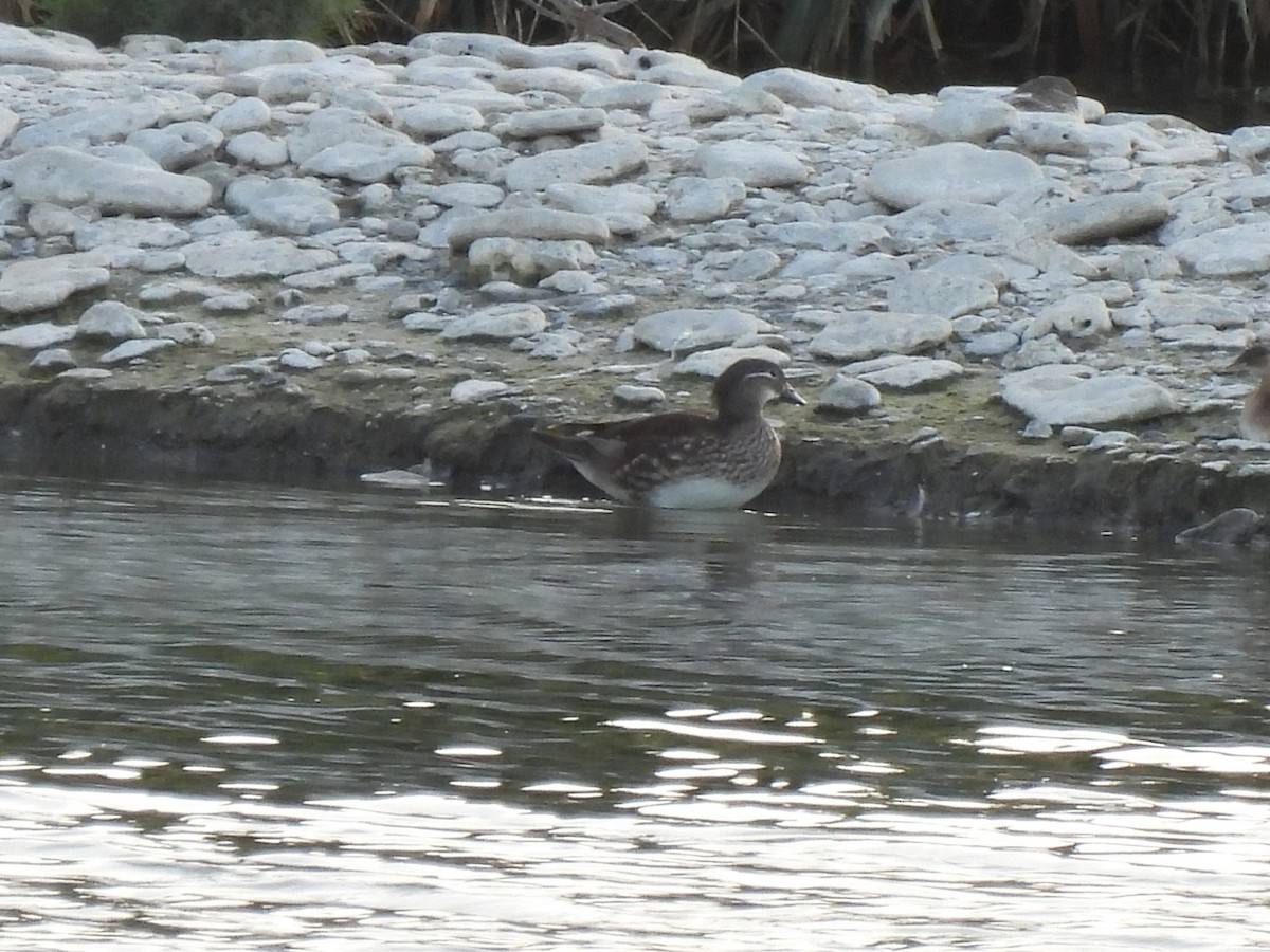 Mandarin Duck - ML644598659