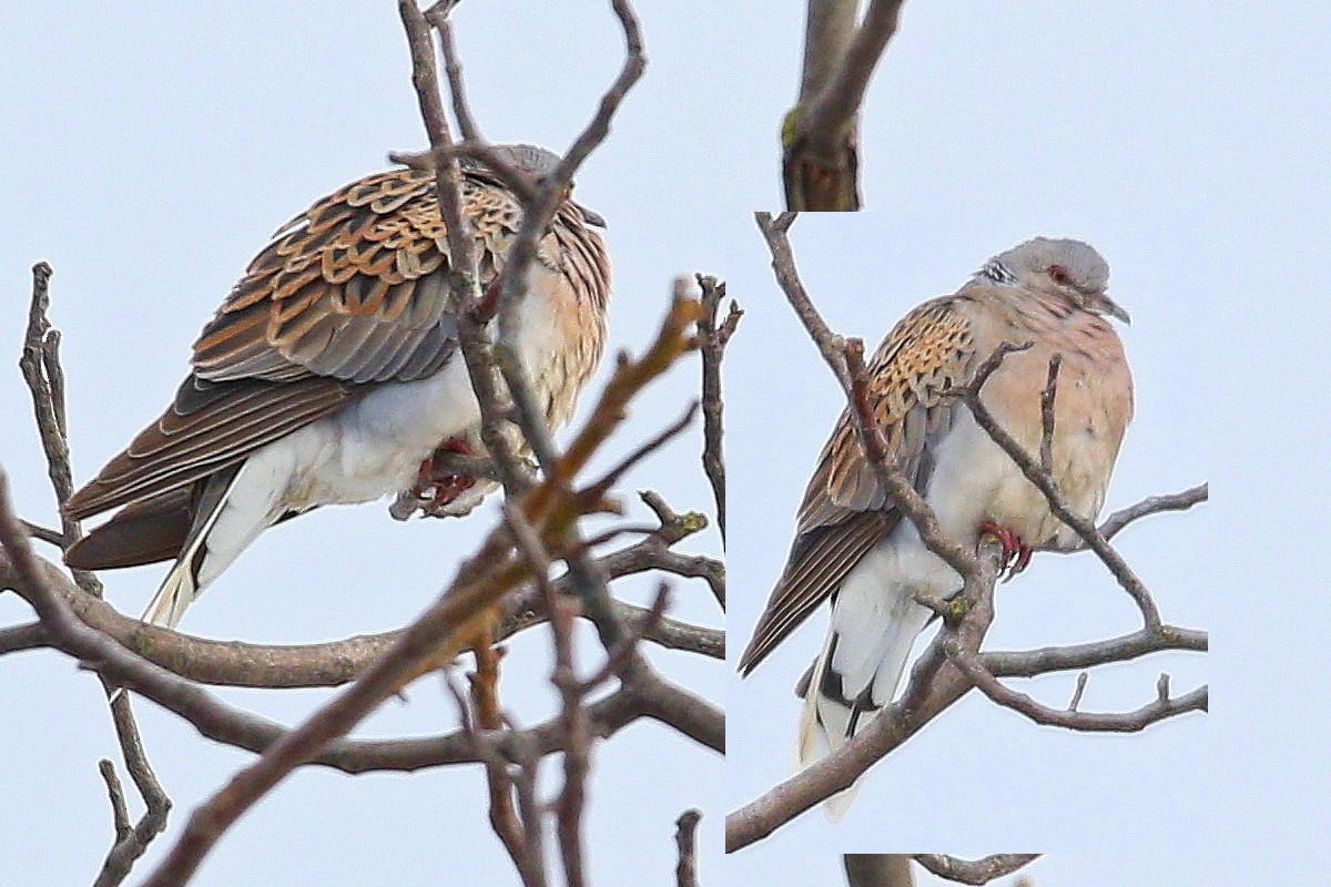 Горлиця велика - ML644598660