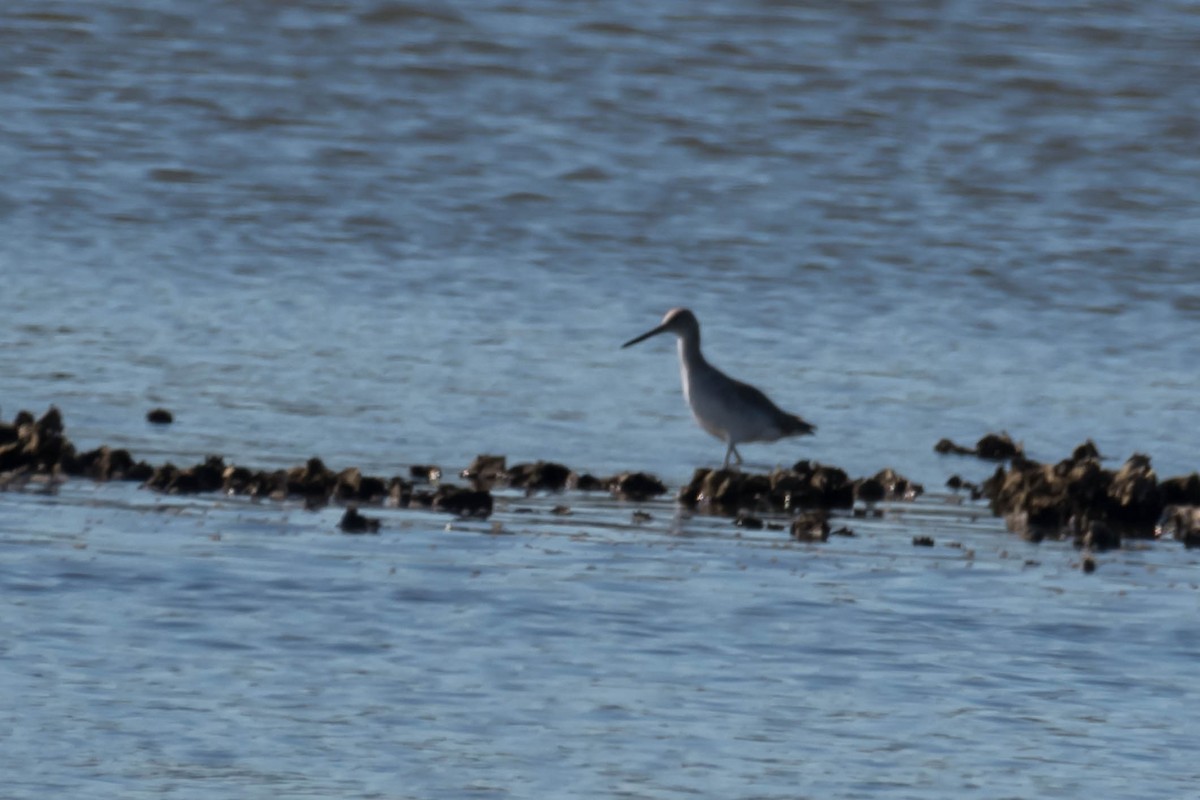 Willet - ML644598662