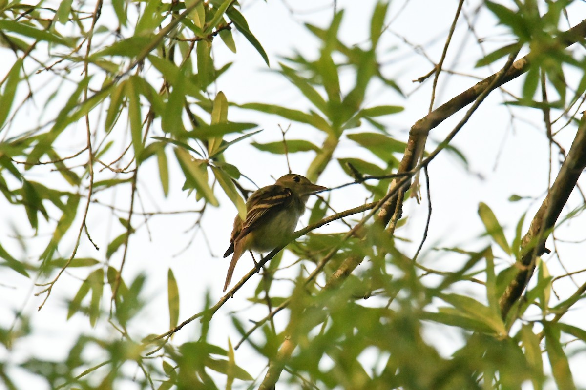 Acadian Flycatcher - ML644598664