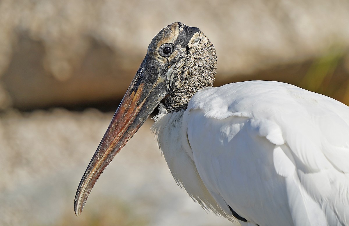 amerikastork - ML644598665