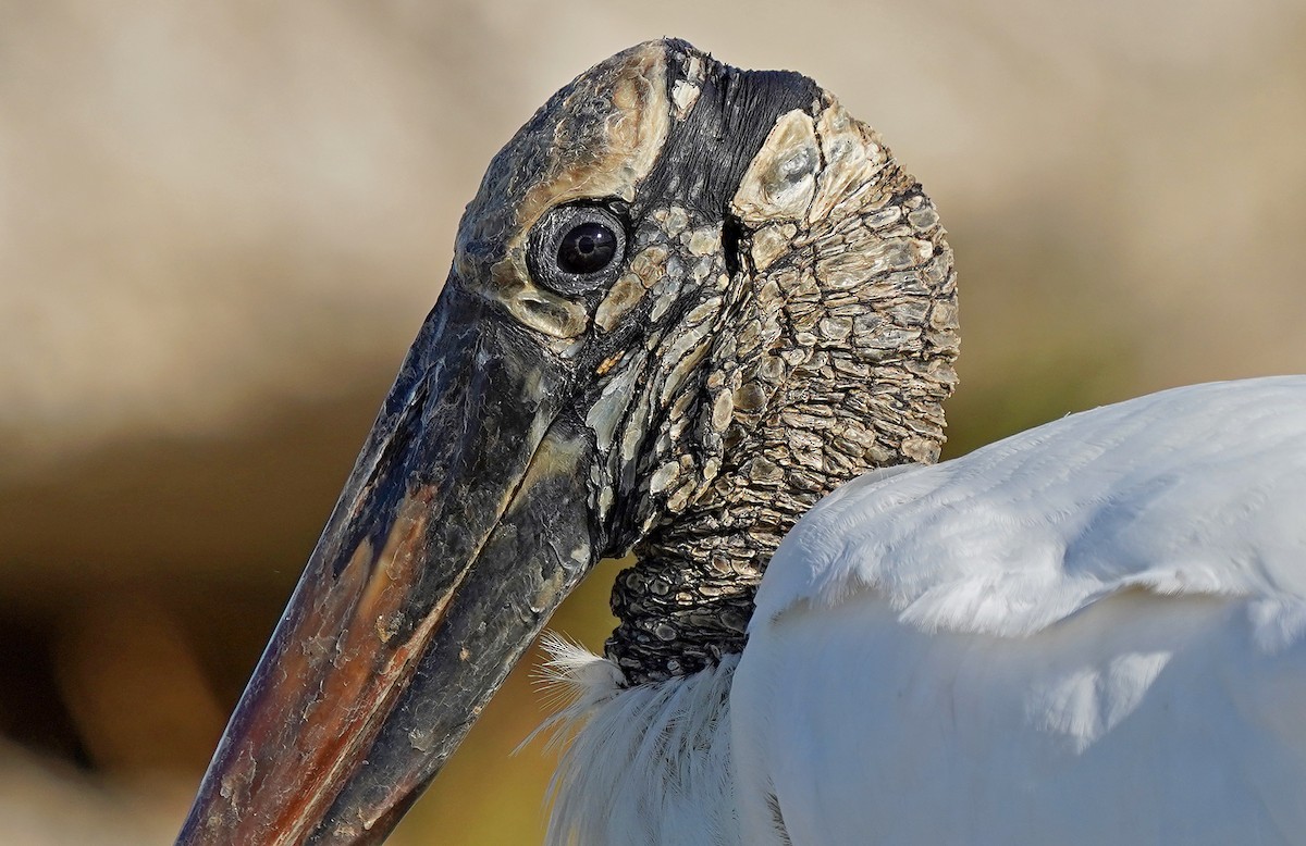 amerikastork - ML644598666