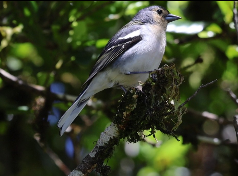 Madeira İspinozu - ML644598667