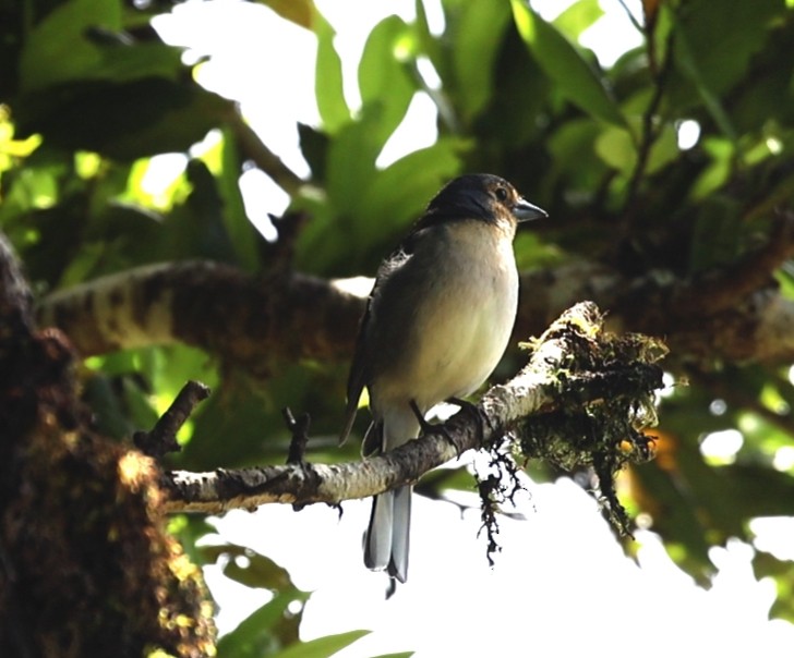 Madeira İspinozu - ML644598668