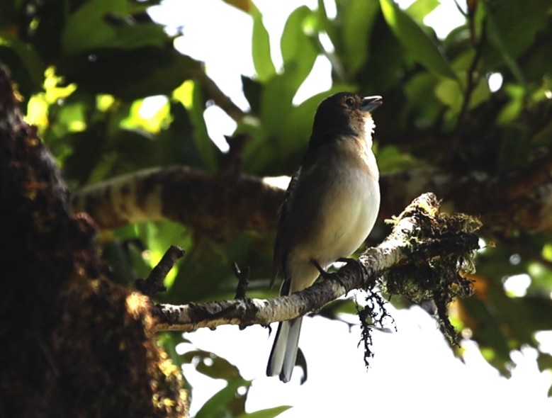 Madeira İspinozu - ML644598669