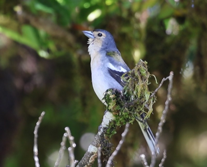 Madeira İspinozu - ML644598671