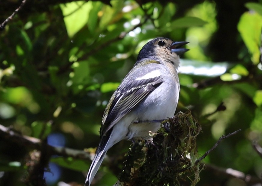 Madeira İspinozu - ML644598672