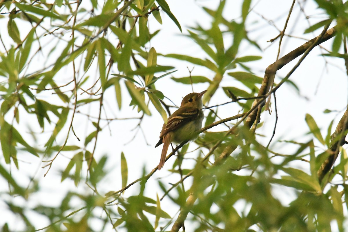 Acadian Flycatcher - ML644598678