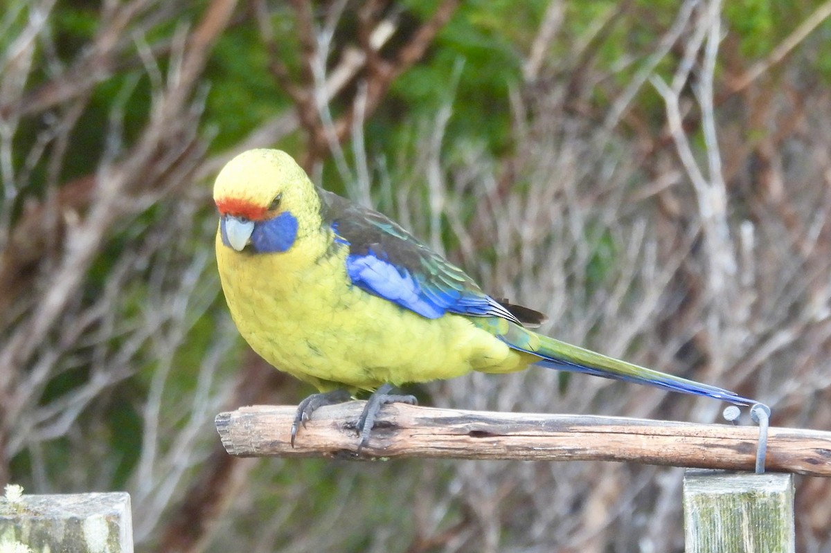 Perruche à ventre jaune - ML644598685