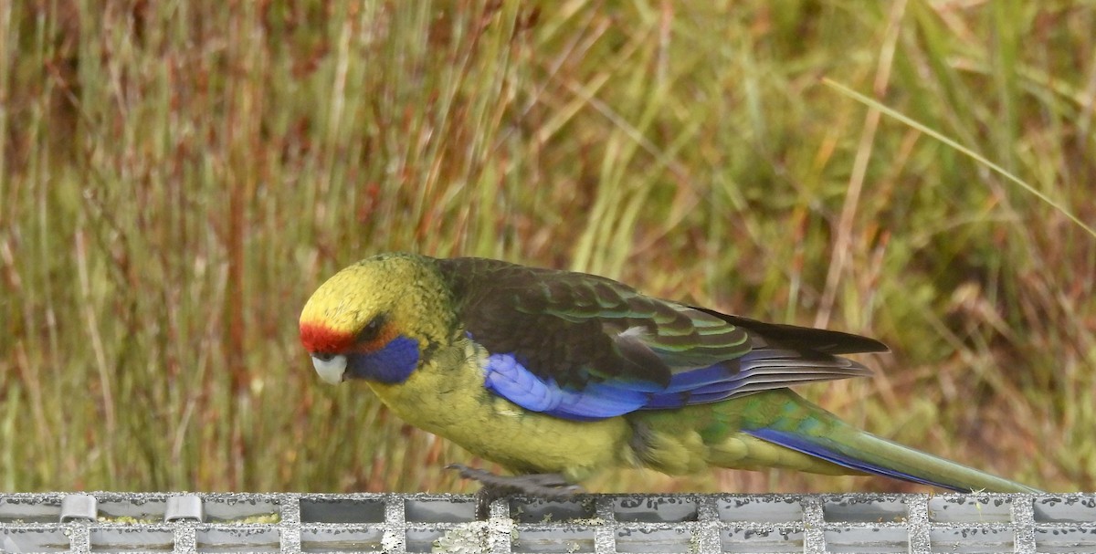 Perruche à ventre jaune - ML644598686