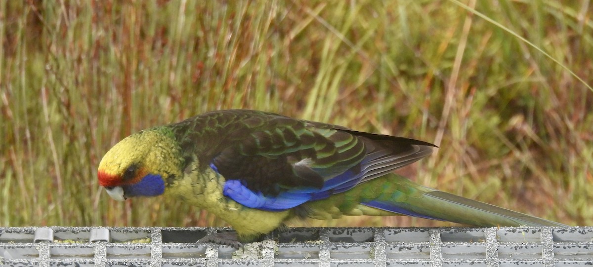 Perruche à ventre jaune - ML644598687