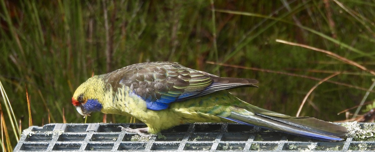 Perruche à ventre jaune - ML644598689