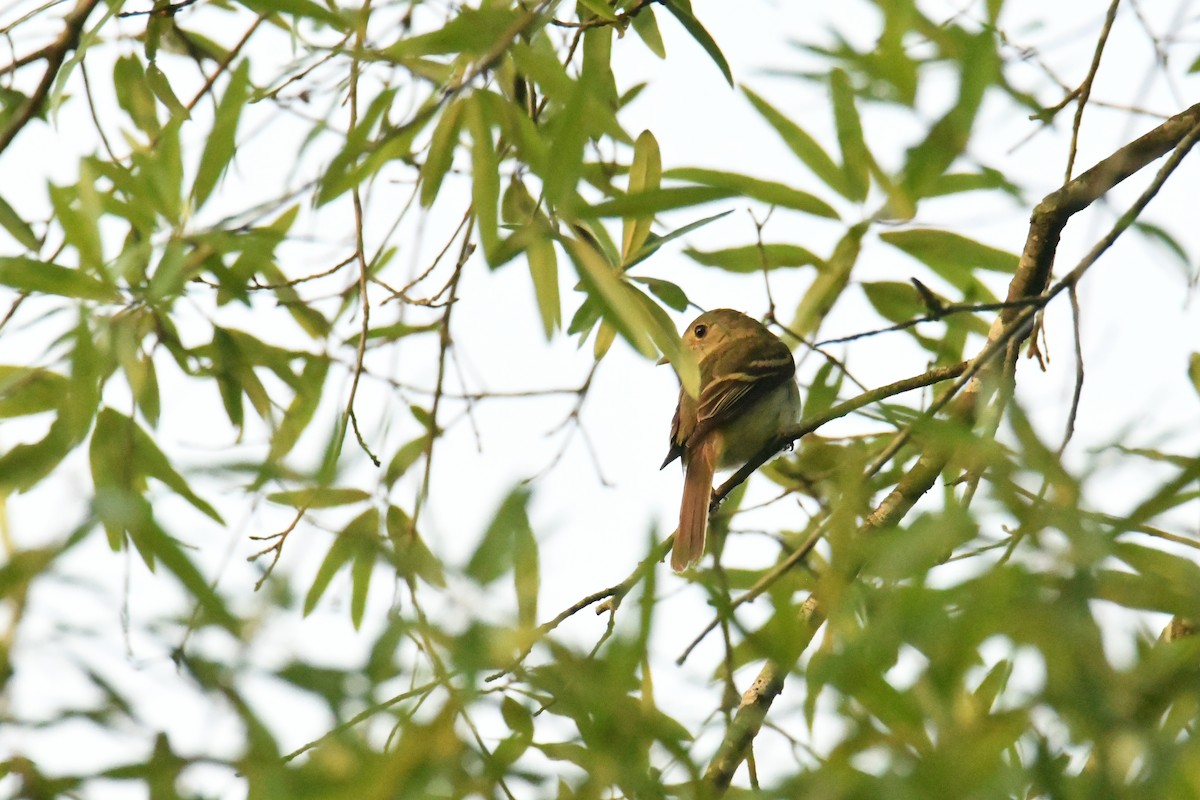 Acadian Flycatcher - ML644598690
