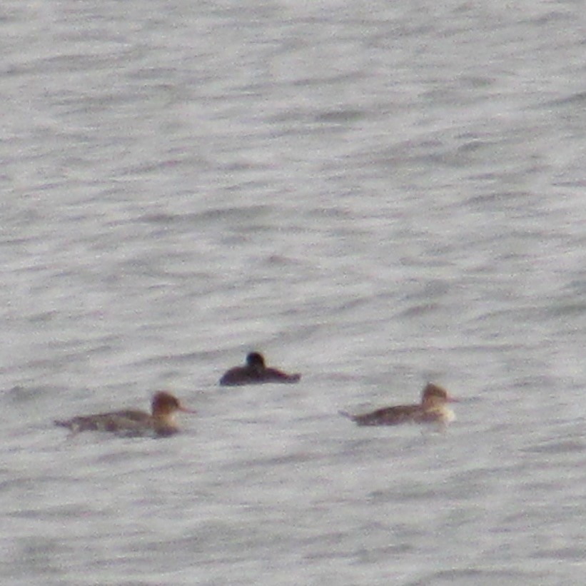 Red-breasted Merganser - ML644598715