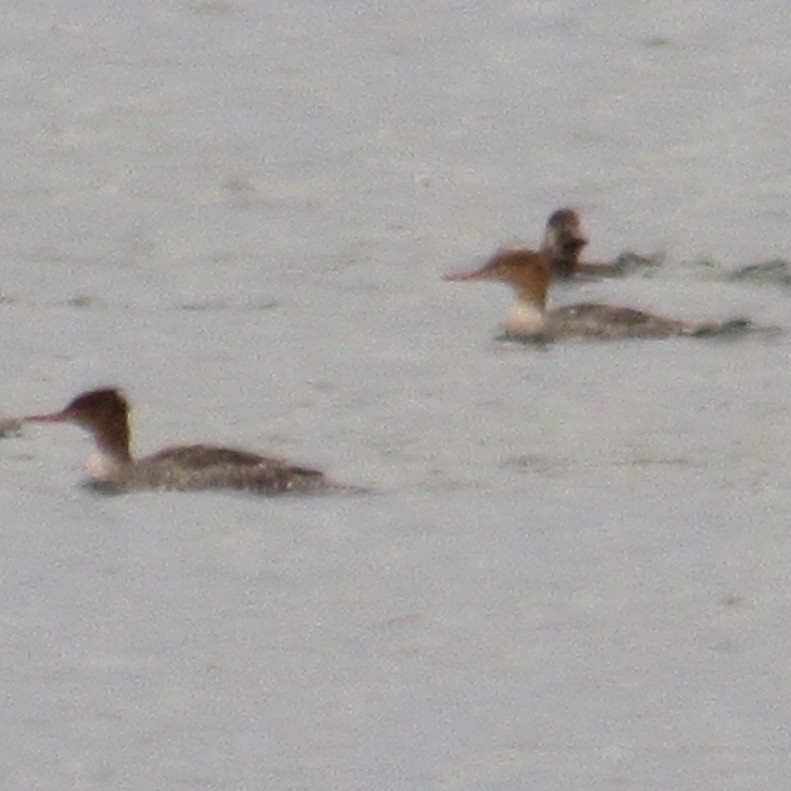 Red-breasted Merganser - ML644598716