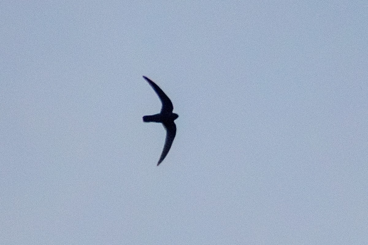 Black Swift - ML644598719