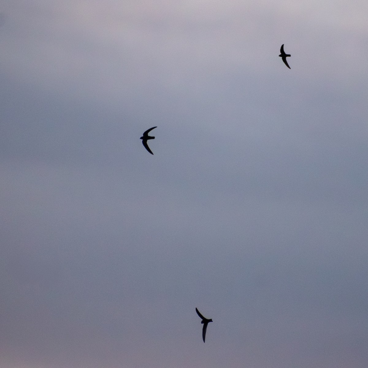 Black Swift - ML644598721