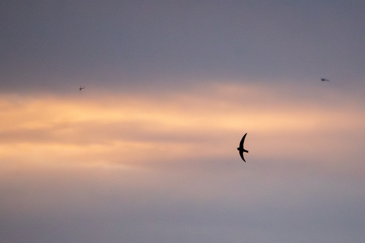 Black Swift - ML644598722