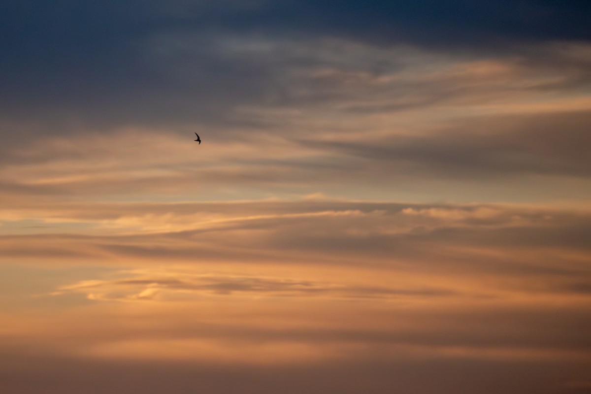 Black Swift - ML644598723