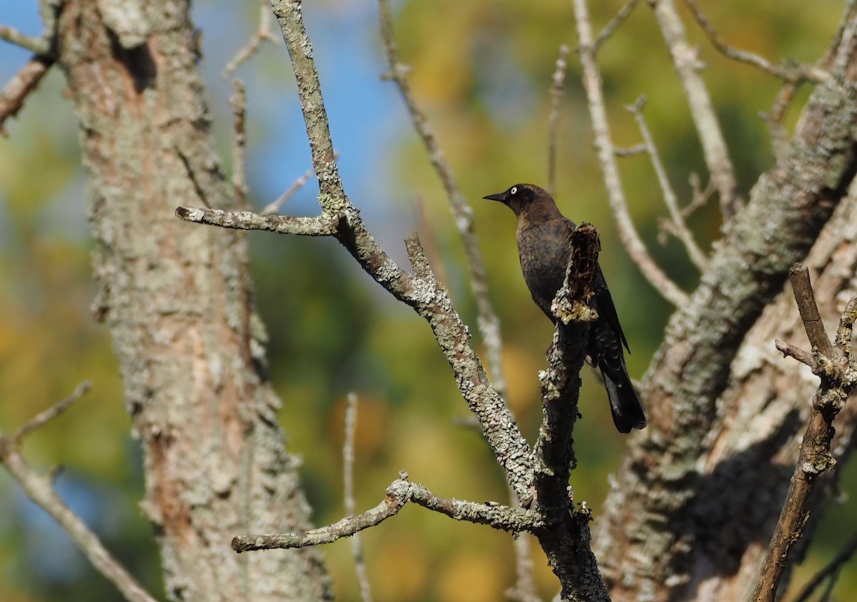 Rusty Blackbird - ML644598729