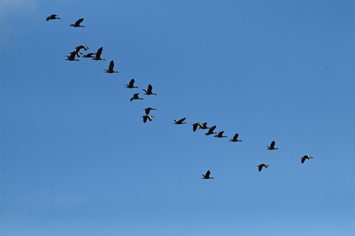 Black-bellied Whistling-Duck - ML644598730