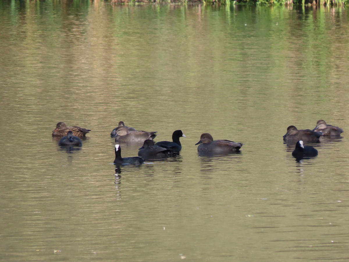 オカヨシガモ - ML644598739