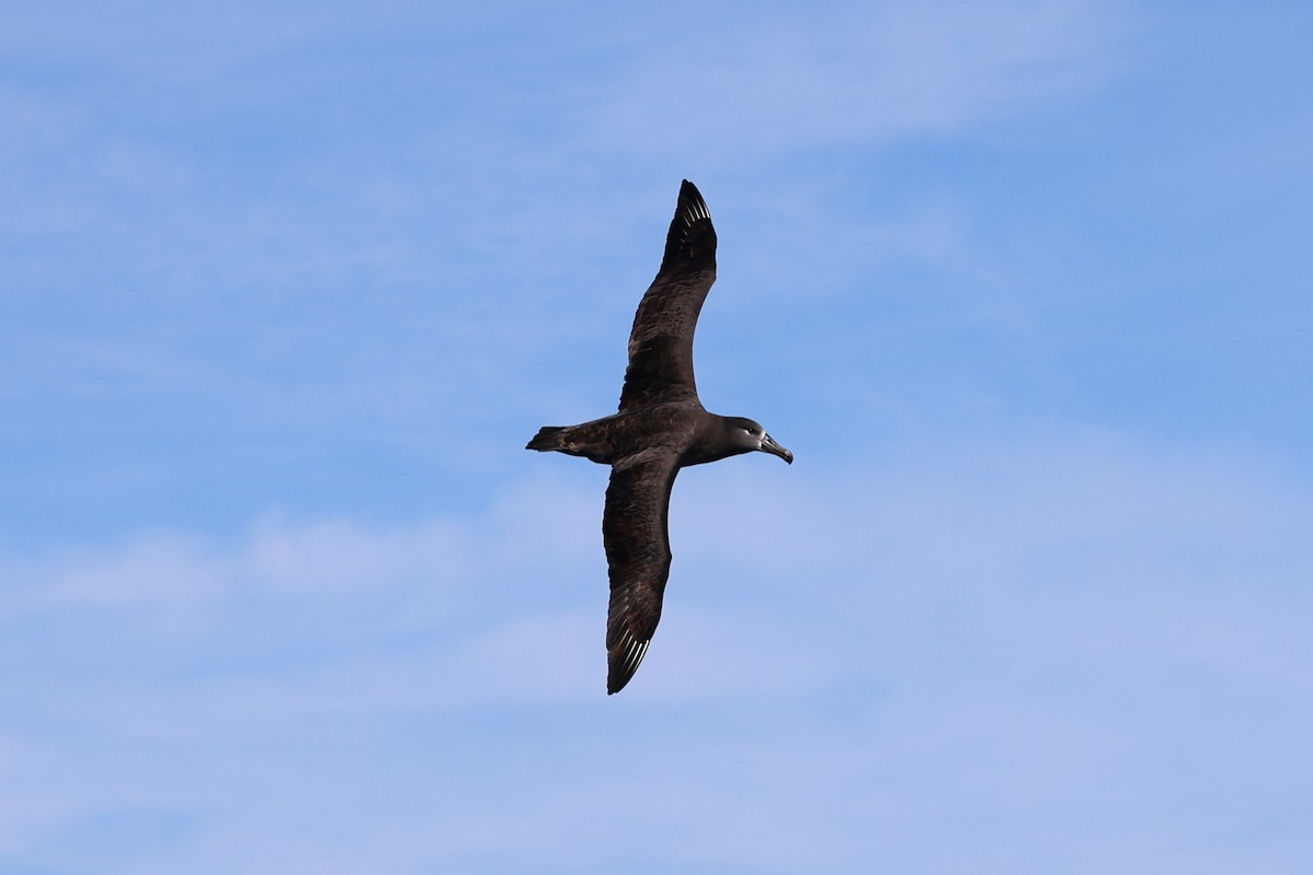 Black-footed Albatross - ML644598740