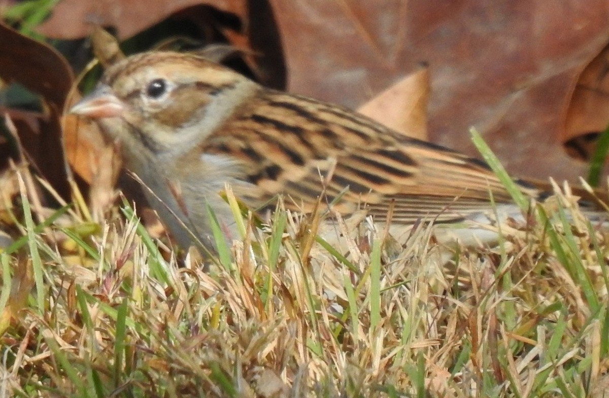 Chipping Sparrow - ML644598743