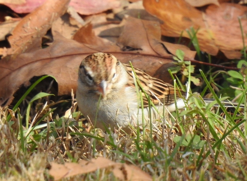 Chipping Sparrow - ML644598744