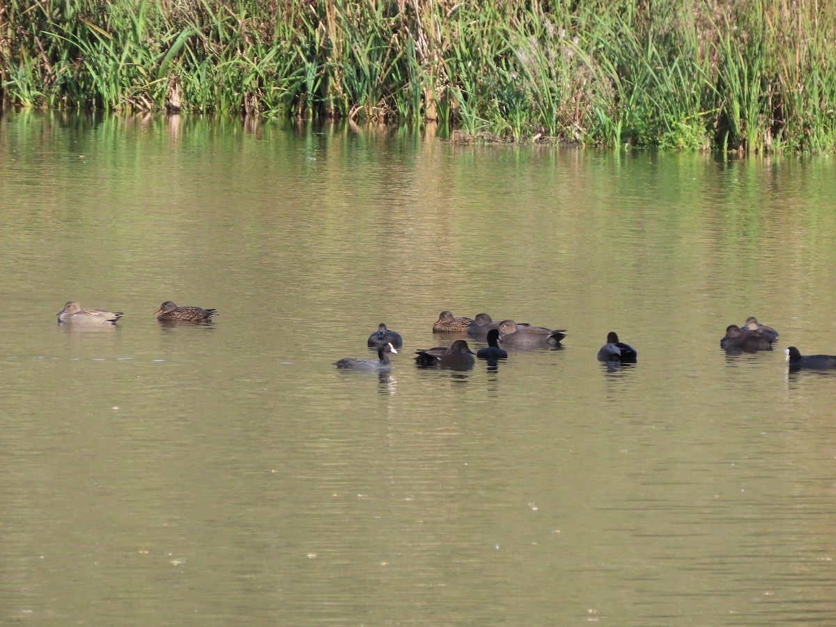 オカヨシガモ - ML644598746