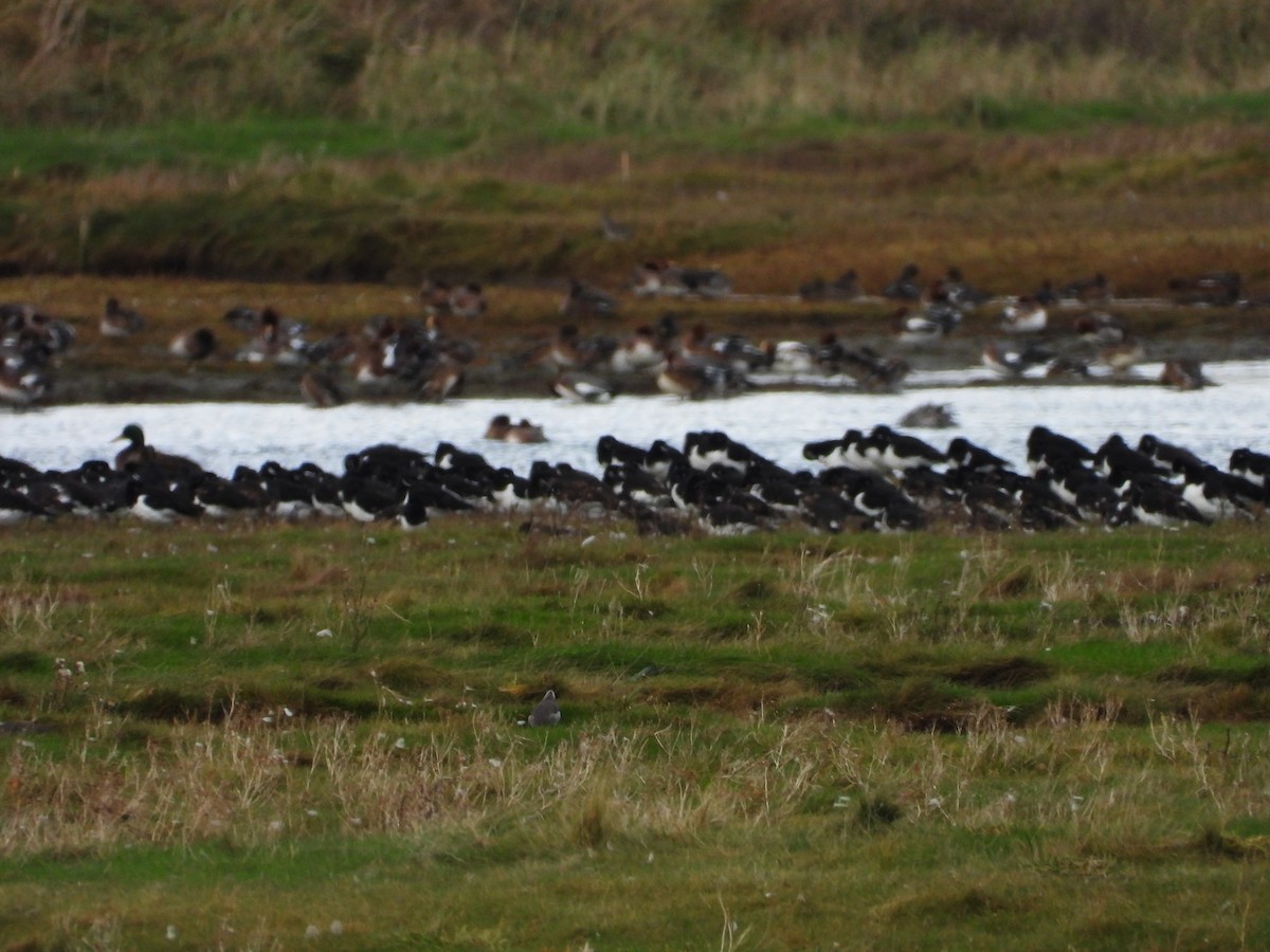 Eurasian Oystercatcher - ML644598748