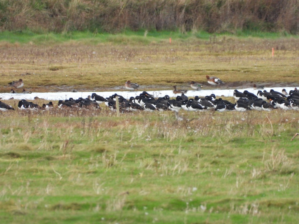 Eurasian Oystercatcher - ML644598749