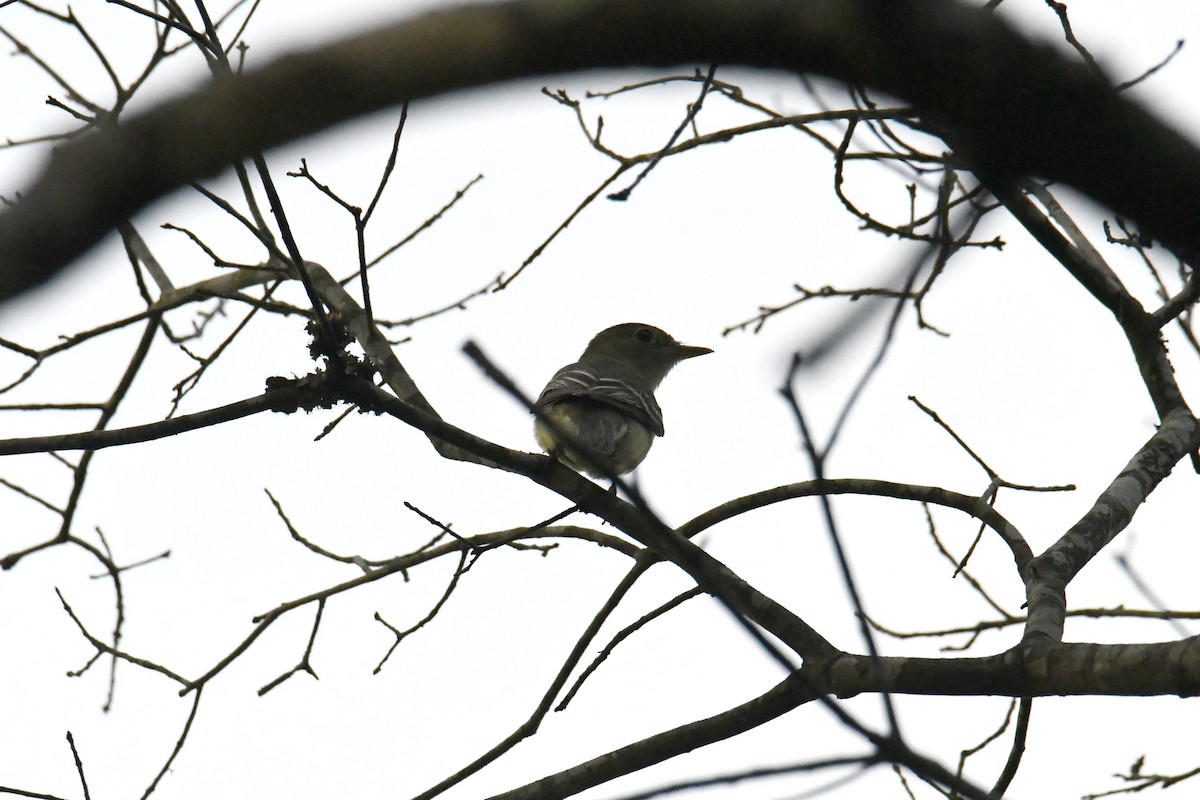 Acadian Flycatcher - ML644598750