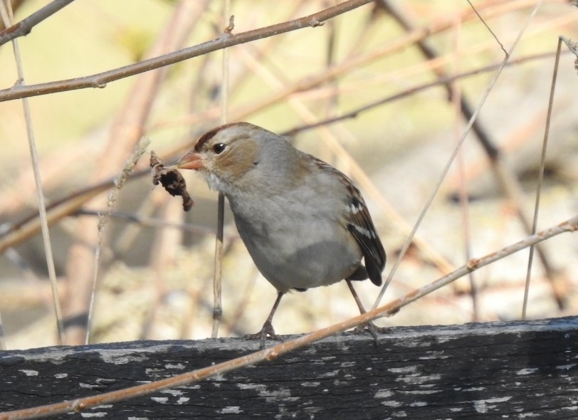 White-crowned Sparrow - ML644598753