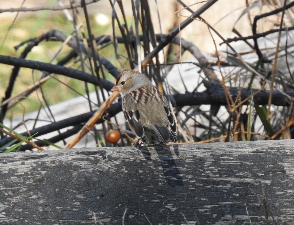 White-crowned Sparrow - ML644598754
