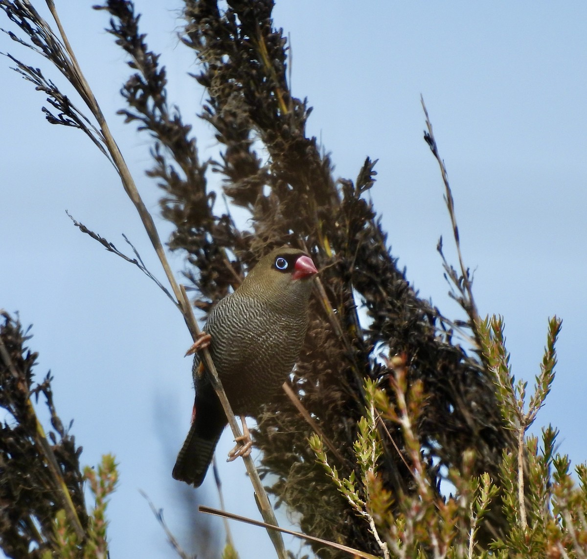 Beautiful Firetail - ML644598757