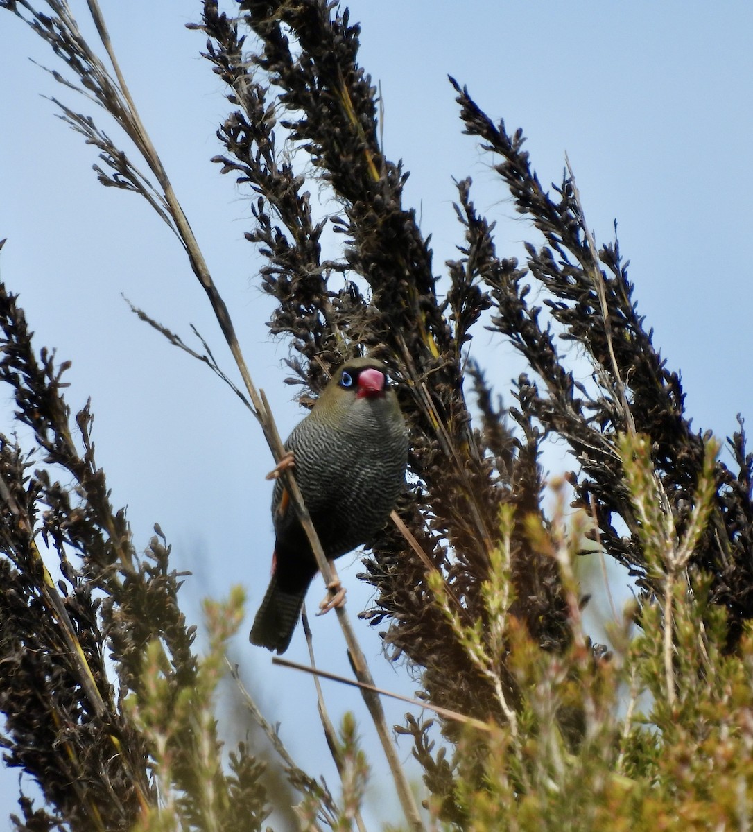 Beautiful Firetail - ML644598760
