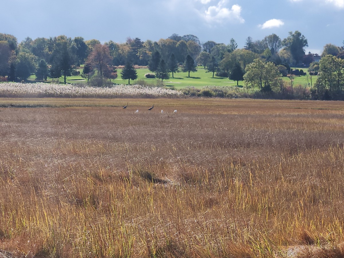 Great Egret - ML644598763