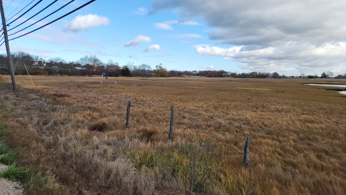 Great Egret - ML644598764