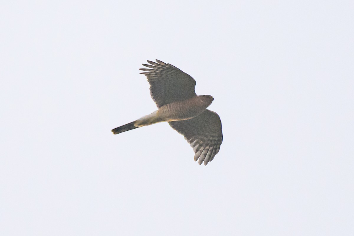 Sharp-shinned Hawk - ML644598766
