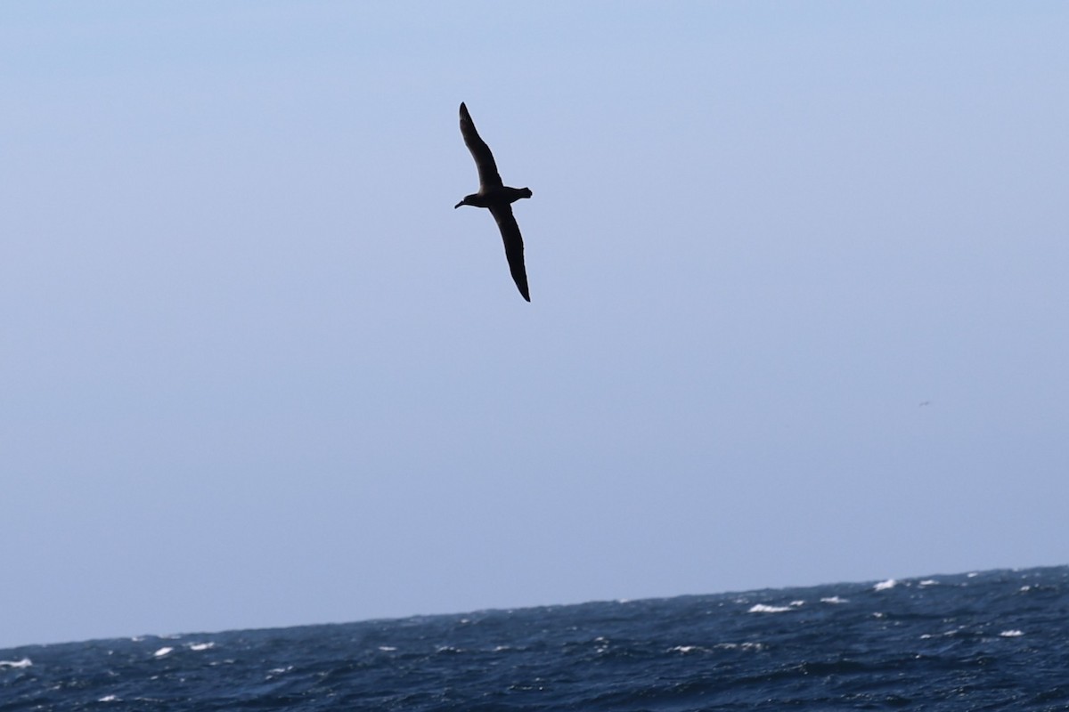Black-footed Albatross - ML644598769