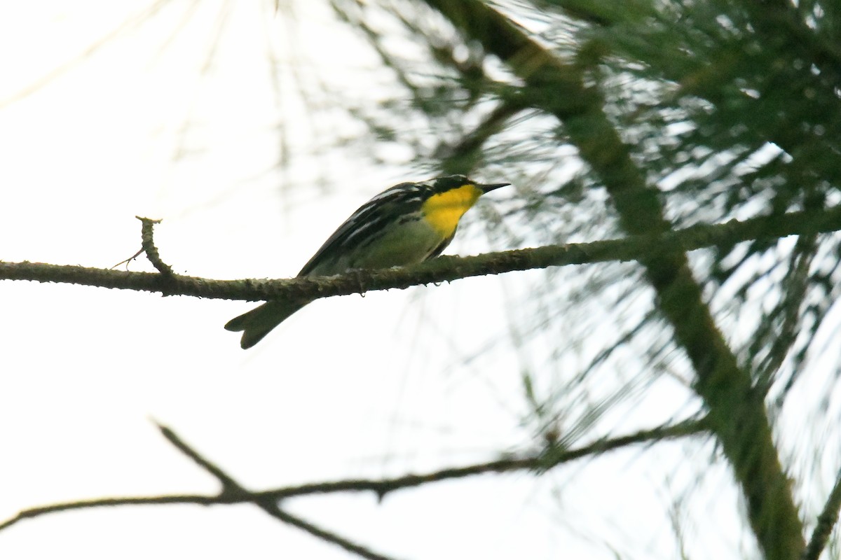 Yellow-throated Warbler - ML644598776