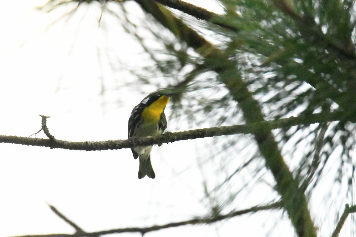 Yellow-throated Warbler - ML644598777