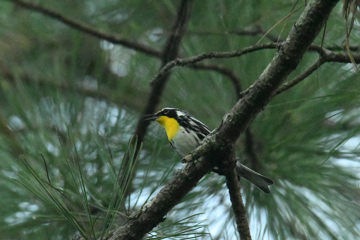 Yellow-throated Warbler - ML644598778