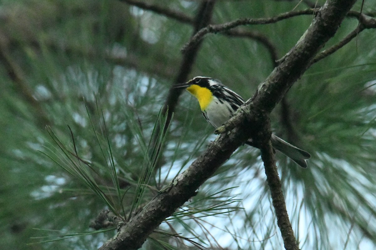 Yellow-throated Warbler - ML644598779
